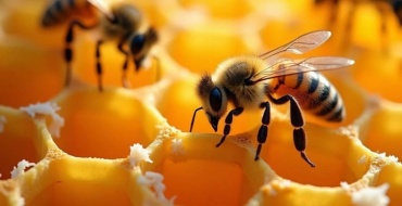 Abeilles produisant de la cire